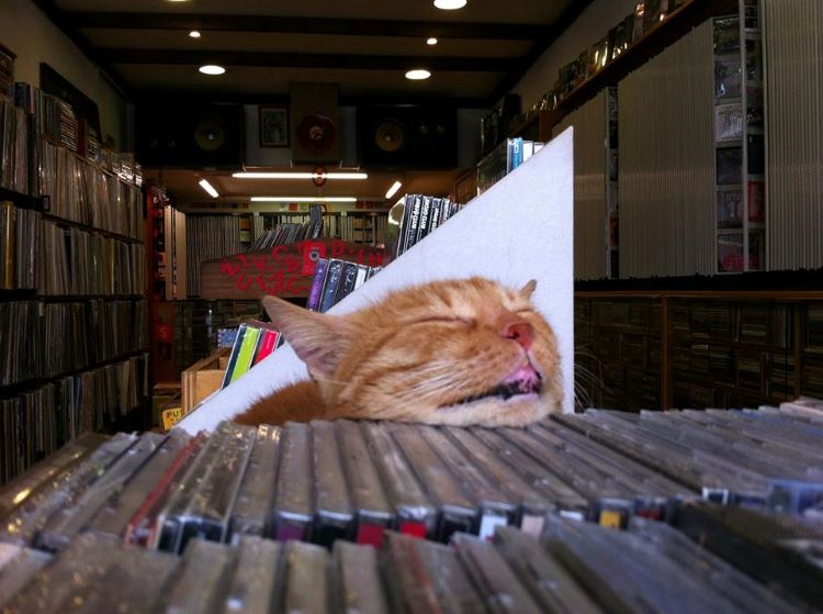 recordhousecat.jpg