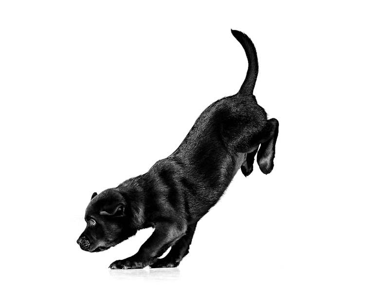 LABRADOR PUPPY START OF LIFE EMBLEMATIC Med. Res. Basic