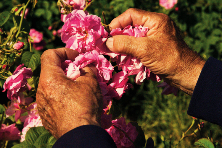 chanelno5_roses_01.jpg