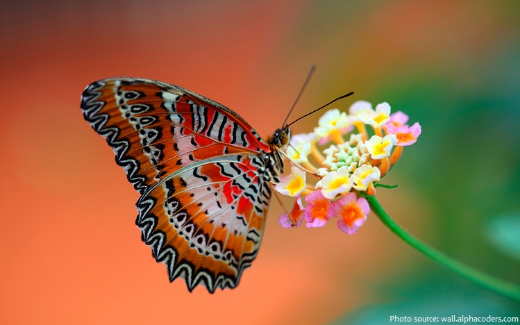 butterfly.jpg