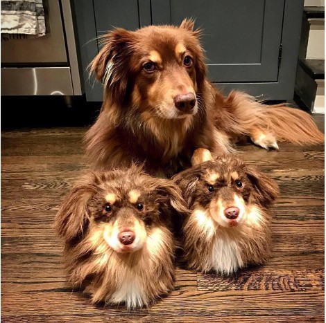 doginkafe.jpg