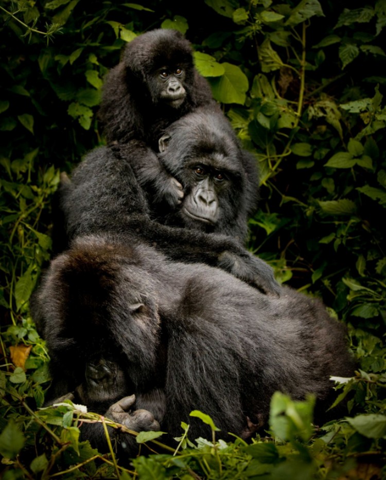 monkey11.jpg