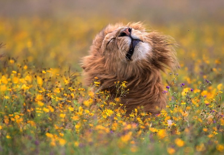 thelion.jpg